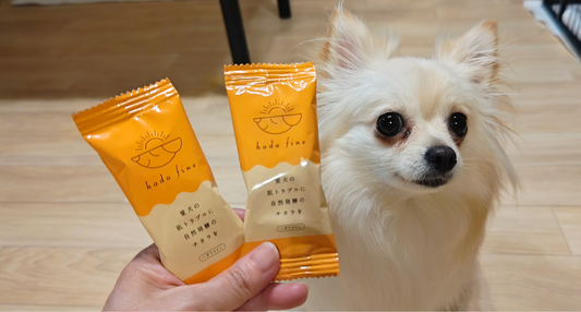 【レビュー】ハダファインを愛犬に使ってみた｜専門家が使用感を本音でレポ