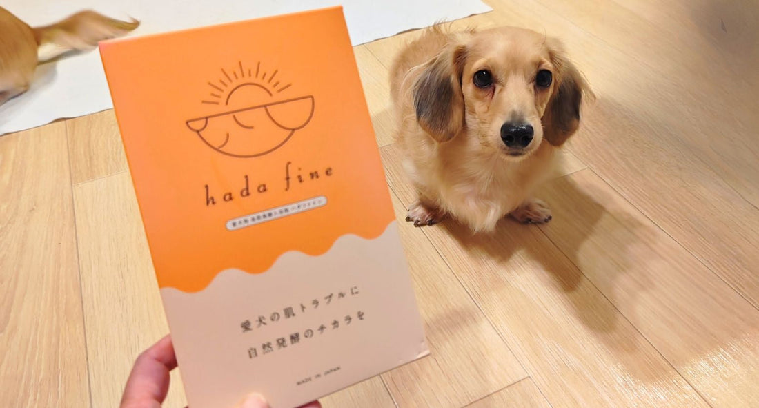 【犬用入浴剤】ハダファインを愛犬に使ってみた！専門家の忖度なしレビュー