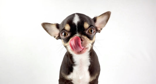 犬の皮膚にいい食べ物は？皮膚のサポートに役立つ食材一覧【専門家解説】