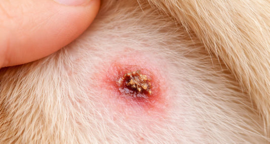 犬のかさぶたは無理に剥がさないで！考えられる病気と正しい対処法を解説