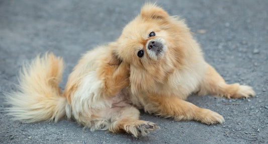 愛犬の皮膚のかゆみを何とかしてあげたい！考えられる原因と対処法を解説