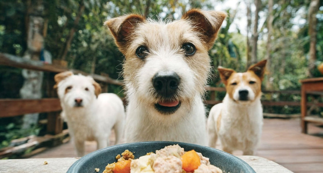 犬の皮膚ケアに役立つドッグフードの選び方は？見るべきポイントはコレ！