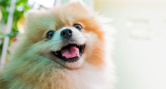 犬の皮膚の保湿ケアは内側も重要！食事・水分・腸内環境から整える方法