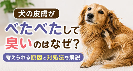 犬の皮膚がべたべたして臭いのはなぜ？考えられる原因と対処法を解説