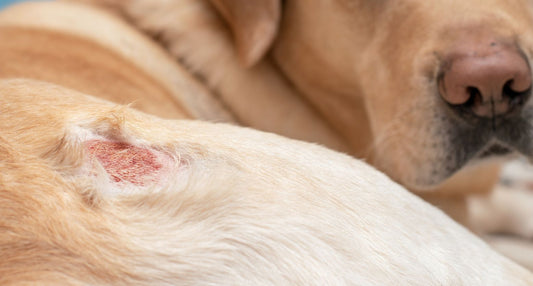 犬の皮膚が赤いときは要注意？原因とケア・受診目安を専門家が解説