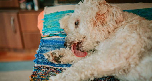 【皮膚が真っ赤！】犬が足をなめるのはなぜ？考えられる原因と受診目安