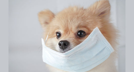 犬も花粉症になる？症状・原因・対処法をメディカルトリマーが解説