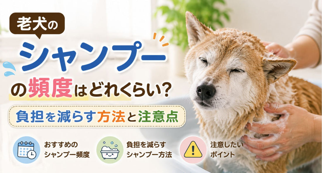 老犬のシャンプーの頻度はどれくらい？負担を減らす方法と注意点