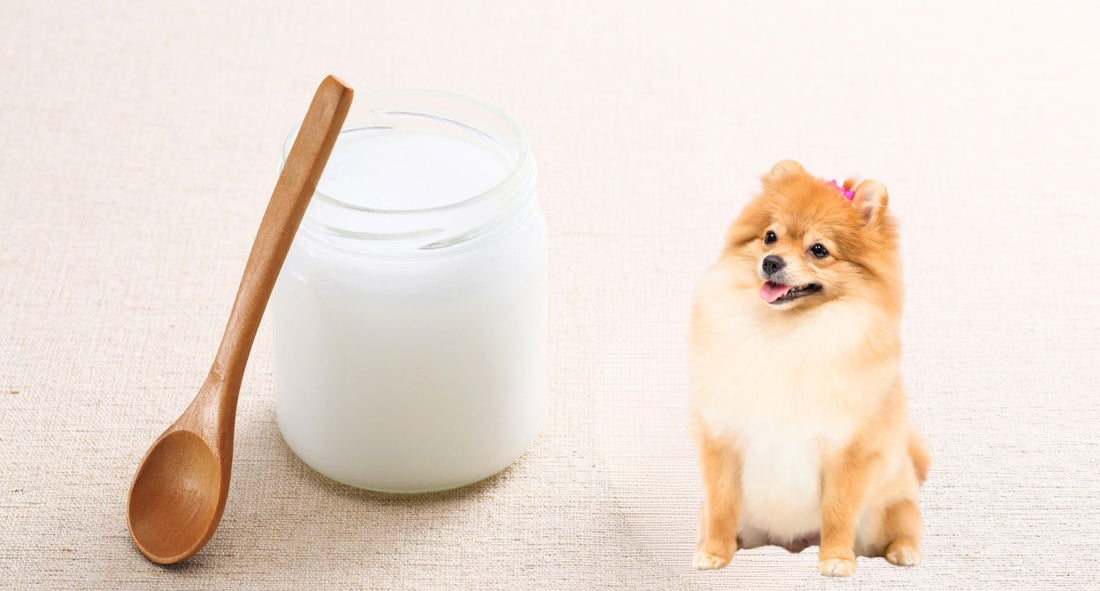 犬の皮膚ケアに乳酸菌はおすすめ！毎日取り入れたい理由と正しい与え方