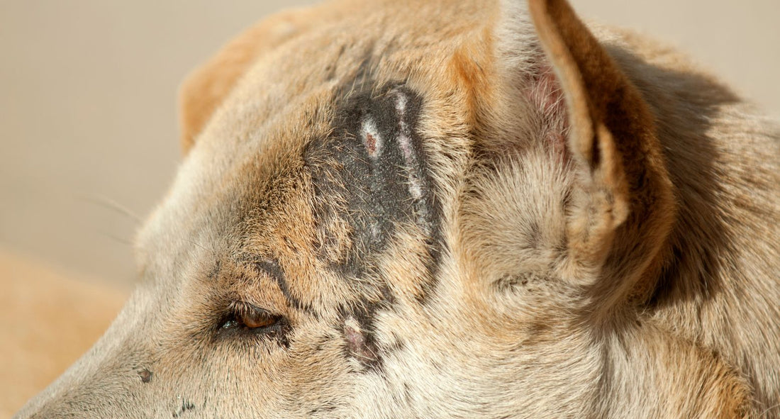 犬の皮膚が黒い…様子見で大丈夫？原因と受診の目安、自宅でできるケア方法