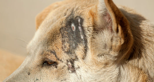 犬の皮膚が黒い…様子見で大丈夫？原因と受診の目安、自宅でできるケア方法