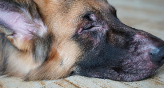 犬の皮膚病｜症状・種類・原因とケア方法をメディカルトリマーが解説