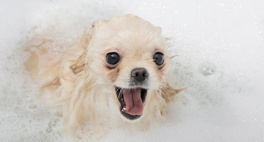 犬がシャンプーを嫌がるのはなぜ？理由と克服法をメディカルトリマーが解説