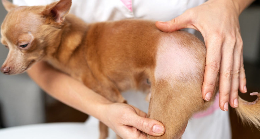 犬の脱毛の原因は？病院に行く目安とケア方法をメディカルトリマーが解説