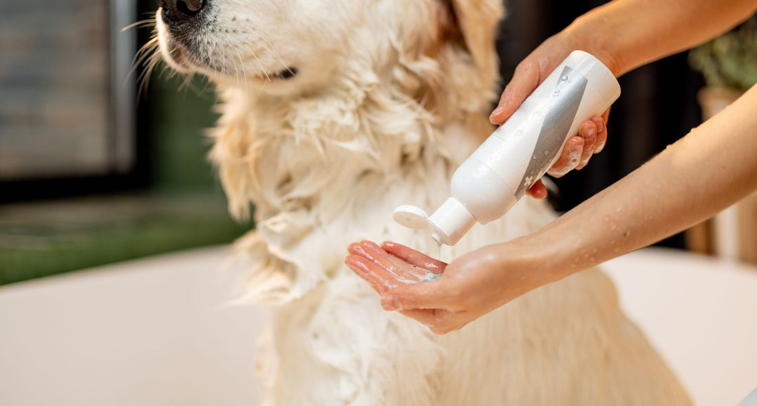 【専門家が厳選！】おすすめ犬用シャンプー｜失敗しない選び方も解説