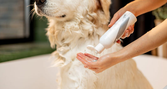 【専門家が厳選！】おすすめ犬用シャンプー｜失敗しない選び方も解説