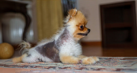犬のアロペシアXに必要な保湿とは？脱毛対策に役立つケアを専門家が解説