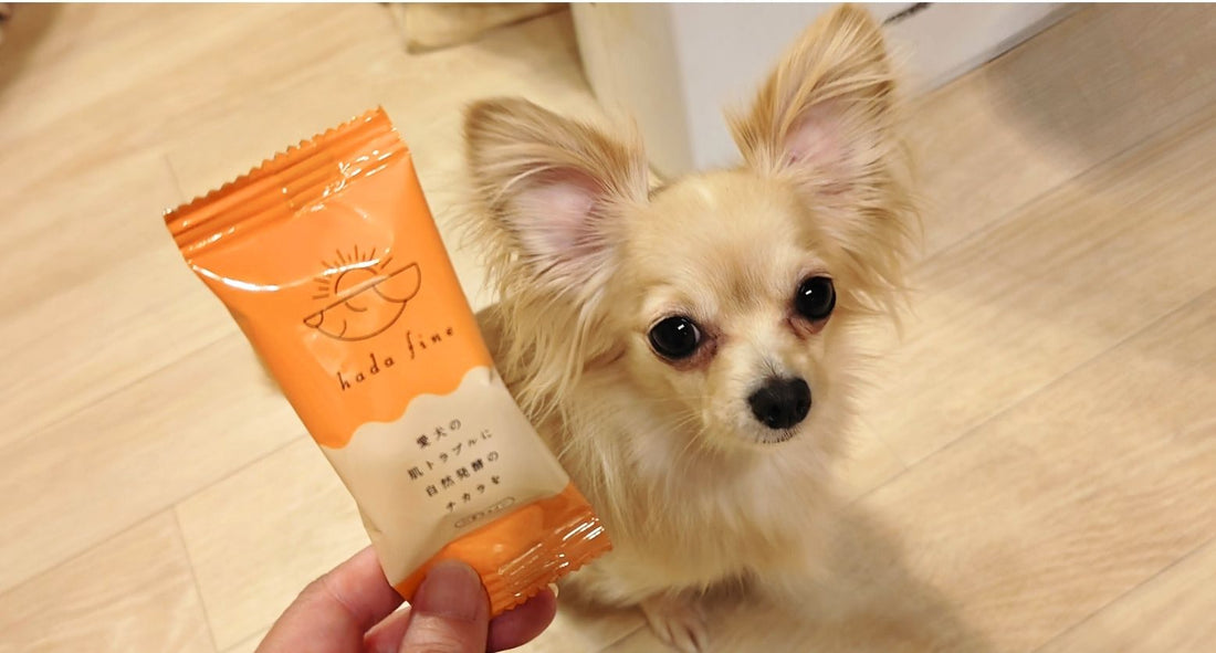 ハダファインをスプレー化して愛犬に使ってみた！専門家の使用レビュー
