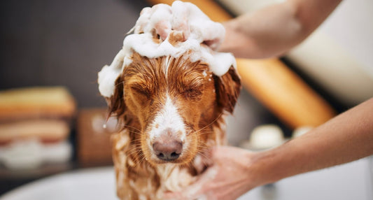 犬に人用シャンプーは使用できる？薄めるのもNG！ダメな理由を専門家が解説