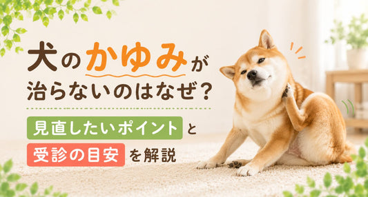 犬のかゆみが治らないのはなぜ？見直したいポイントと受診の目安を解説