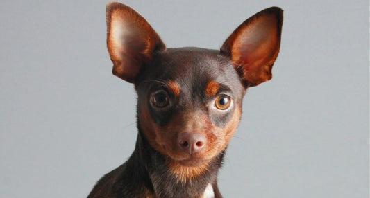 短毛の犬のシャンプーはどうする？頻度や注意点、シャンプー剤の選び方