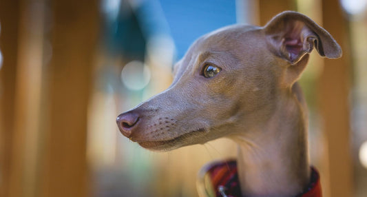 イタグレのシャンプーはどうする？頻度ややり方、シャンプーの選び方を解説