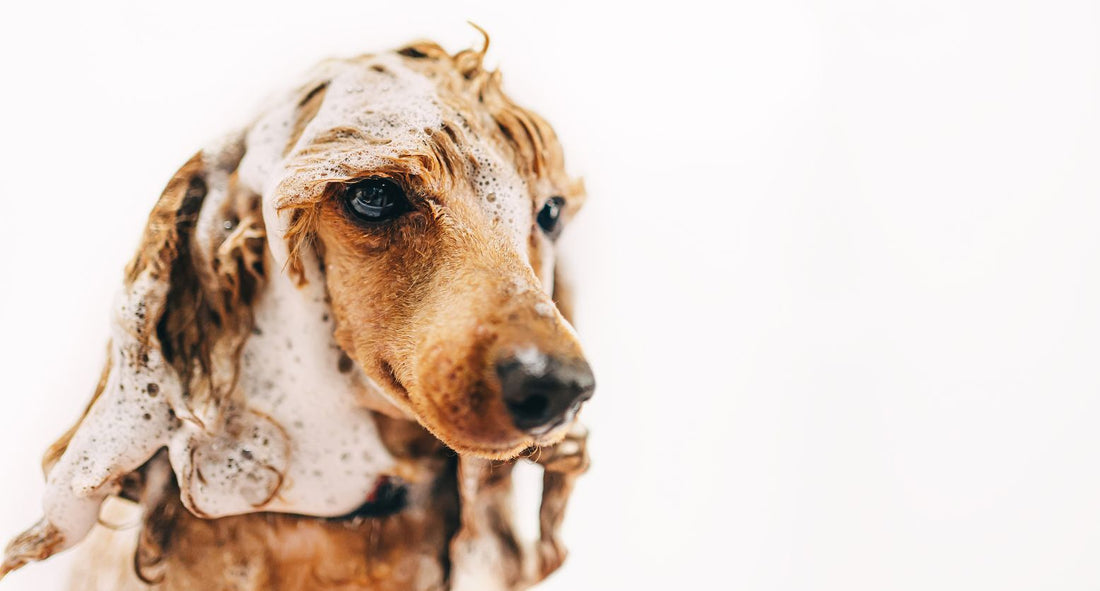犬のシャンプー頻度はどれくらい？洗いすぎがトラブルを招く理由と注意点