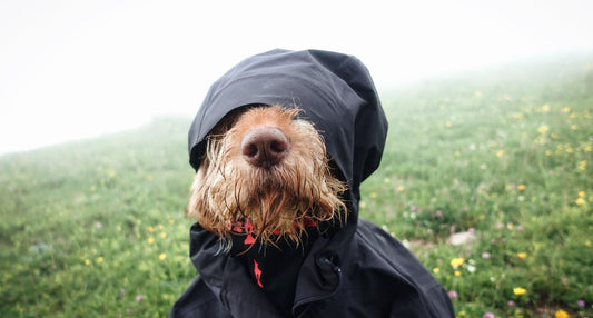 梅雨は犬の皮膚トラブルが起こりやすい？飼い主ができる対策まとめ
