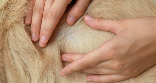 愛犬の皮膚がカサカサ！原因や自宅できるケアと病院に行くべき目安を解説