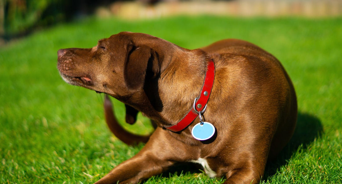 犬は春に皮膚トラブルが増える？かゆみ・赤みの原因と対処法｜専門家解説