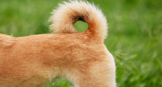 犬のフケの原因は？自宅でできるケア方法をメディカルトリマーが解説