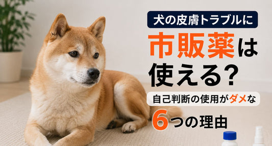 犬の皮膚トラブルに市販薬は使える？自己判断の使用がダメな6つの理由
