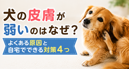 犬の皮膚が弱いのはなぜ？よくある原因と自宅でできる対策4つ｜専門家解説